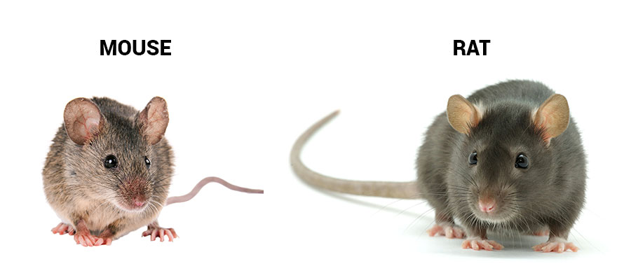 Mouse and rat identification in Henderson Las Vegas NV - Western Exterminator of Las Vegas